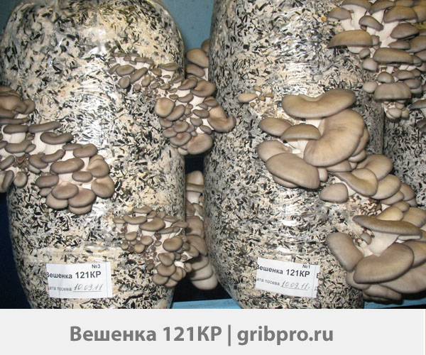 Мицелий Вешенки Купить В Интернет Магазине Озон